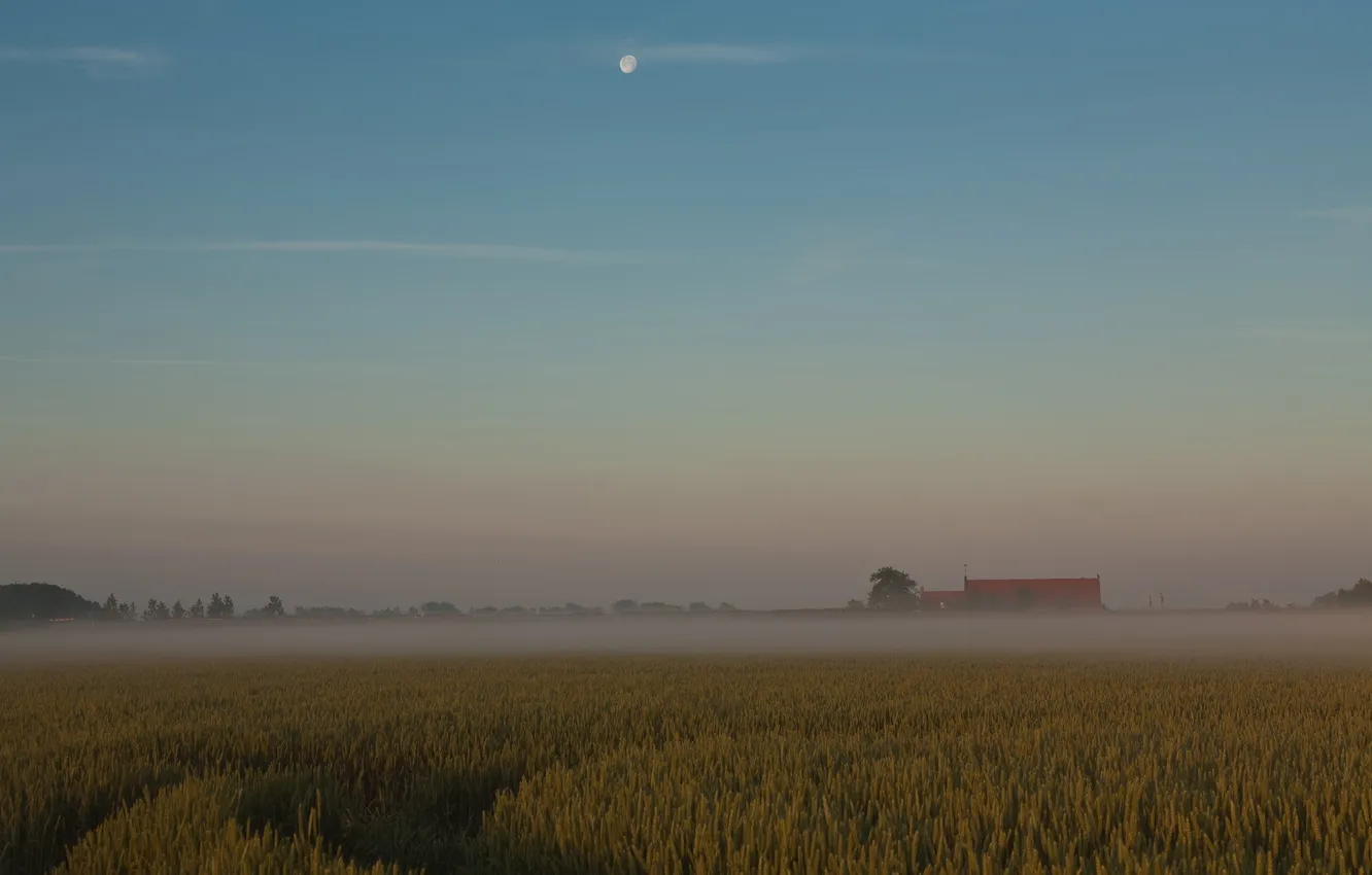 Photo wallpaper field, sunset, fog