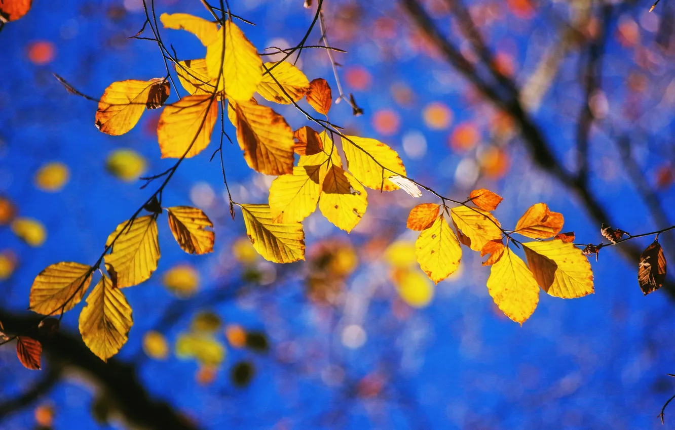 Photo wallpaper autumn, the sky, leaves, branches