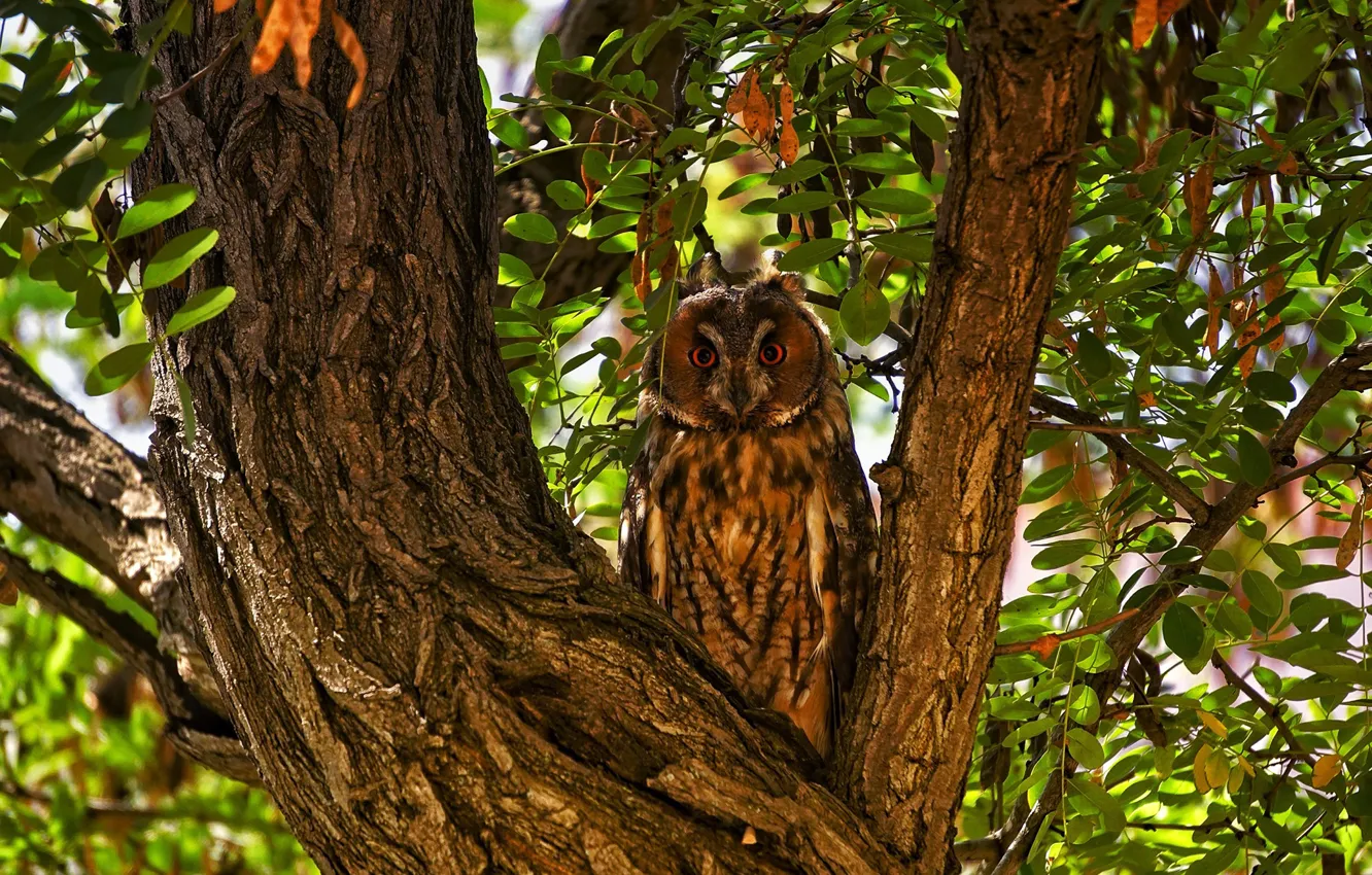 Photo wallpaper leaves, trees, branches, nature, owl, bird