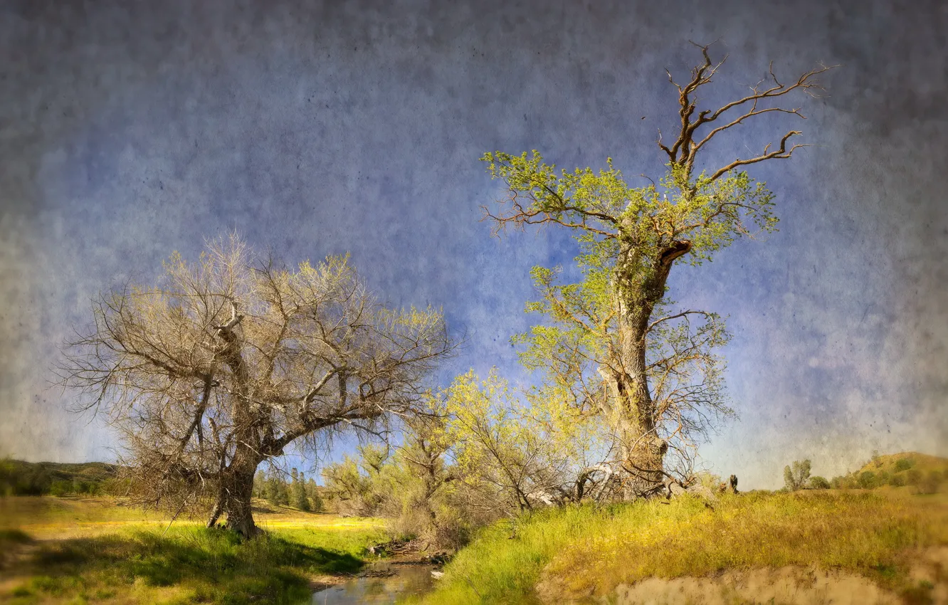 Photo wallpaper trees, nature, style, stream