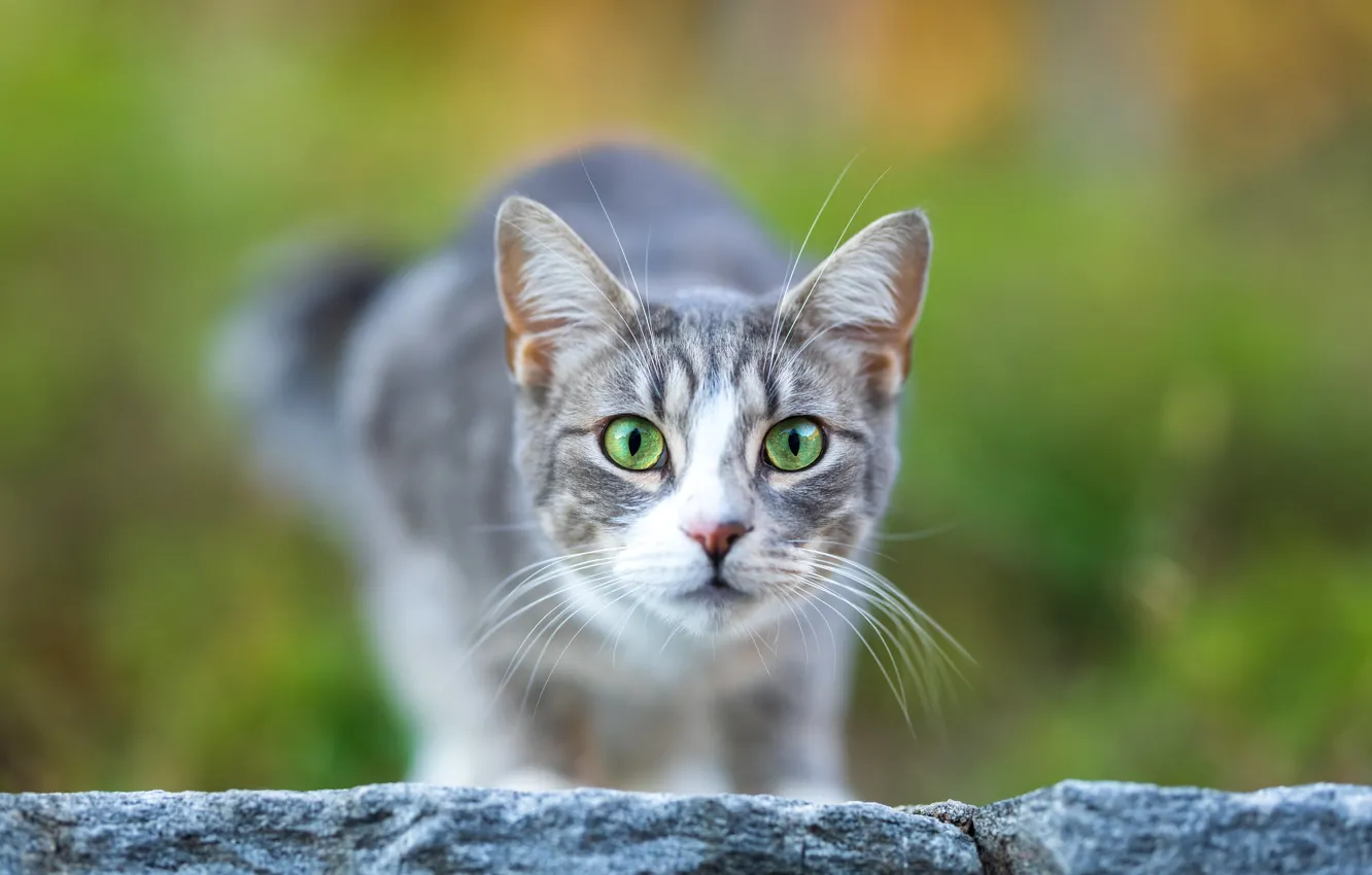 Photo wallpaper cat, cat, look, pose, face