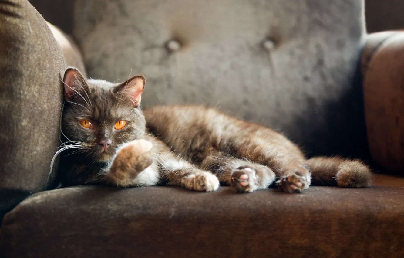 Photo wallpaper cat, cat, chair, looks, British cat, british shorthair