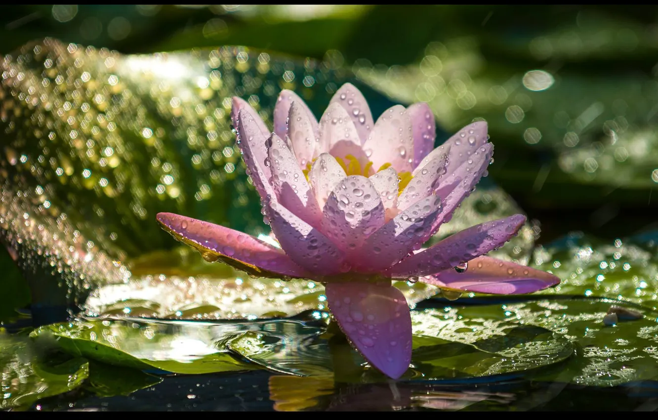 Photo wallpaper leaves, drops, Lily, water Lily