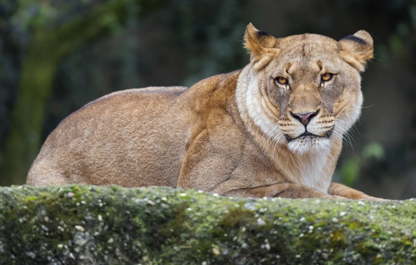 Photo wallpaper nature, lies, lioness