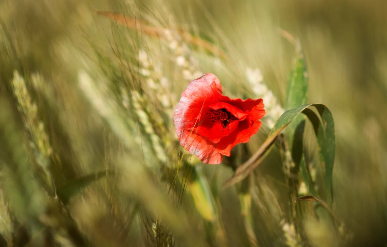 Photo wallpaper field, flowers, red, nature, background, Mac, rye, Maki