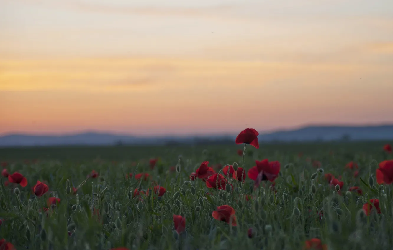 Photo wallpaper field, flowers, Maki, the evening