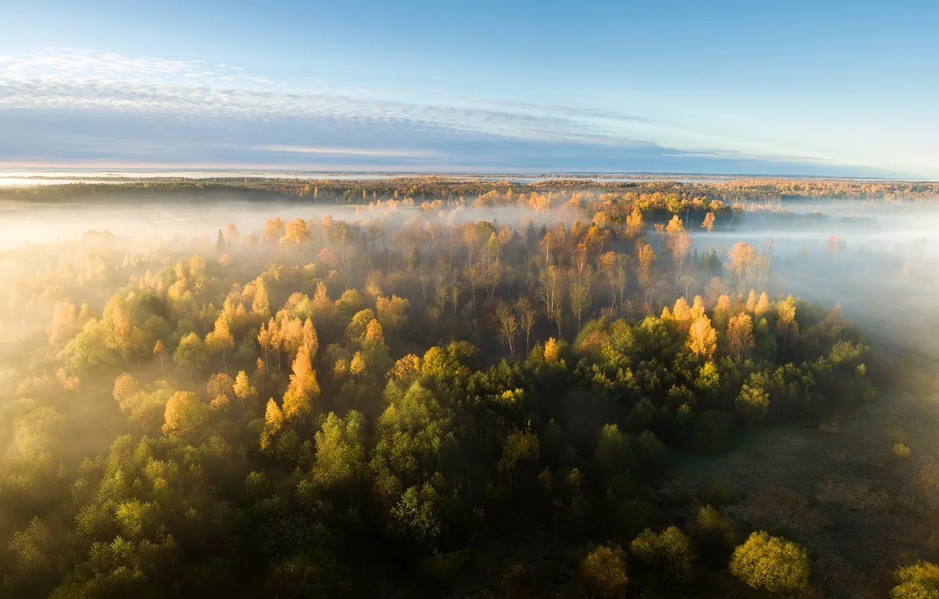 Photo wallpaper autumn, forest, fog, the