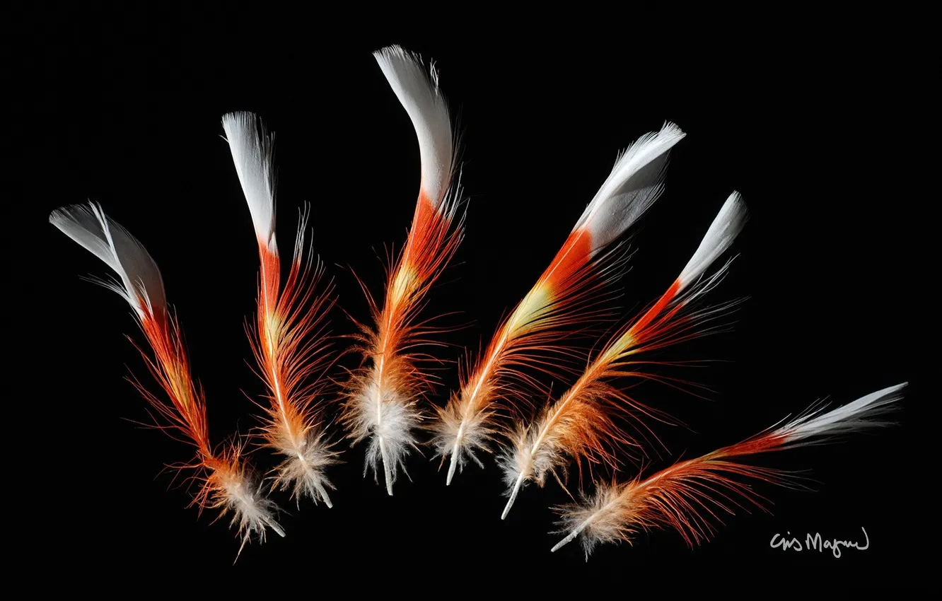 Photo wallpaper feathers, fluff, black background