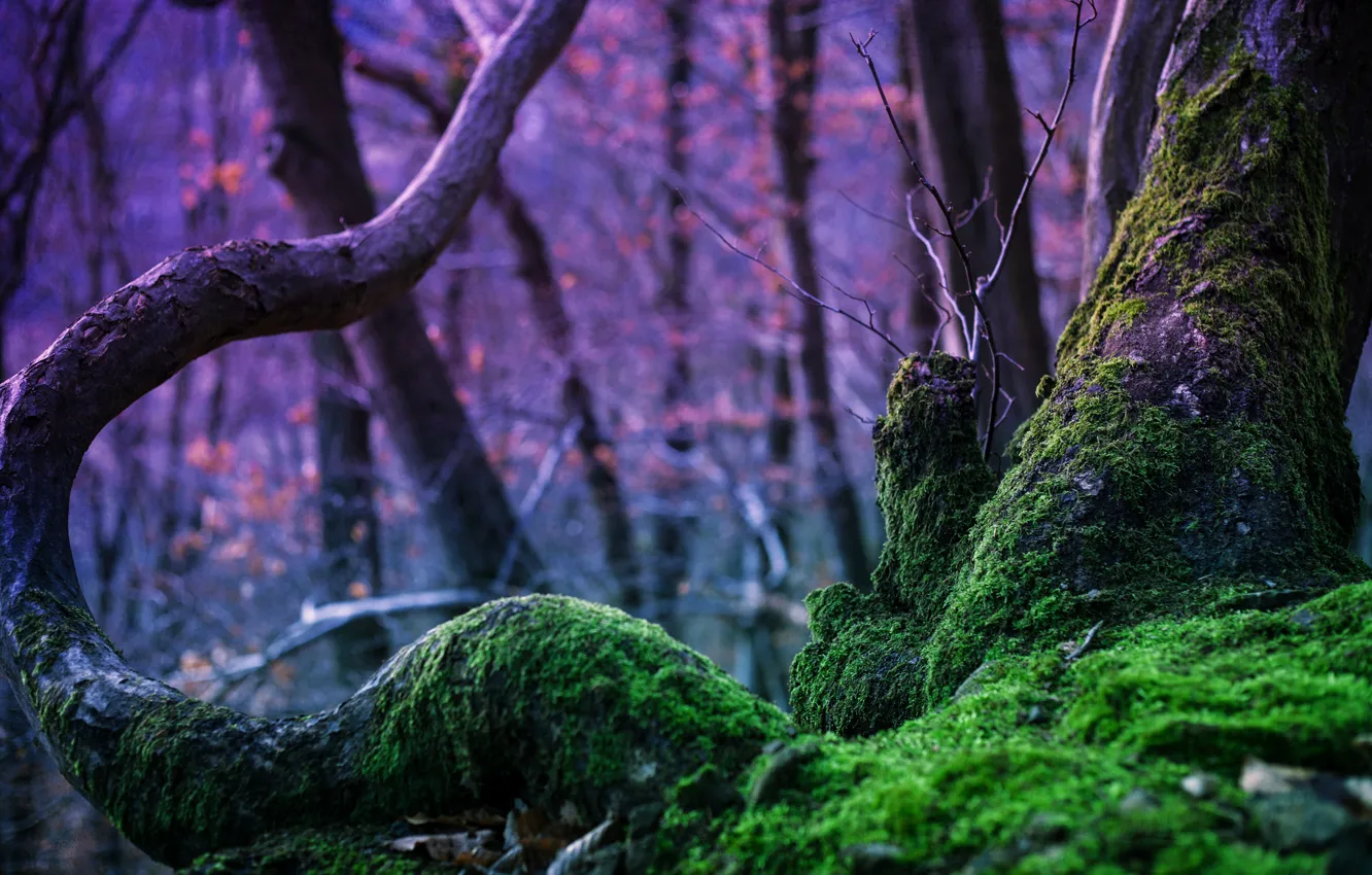 Photo wallpaper forest, trees, nature, tree, magic, moss, Rebekka Plies Photography