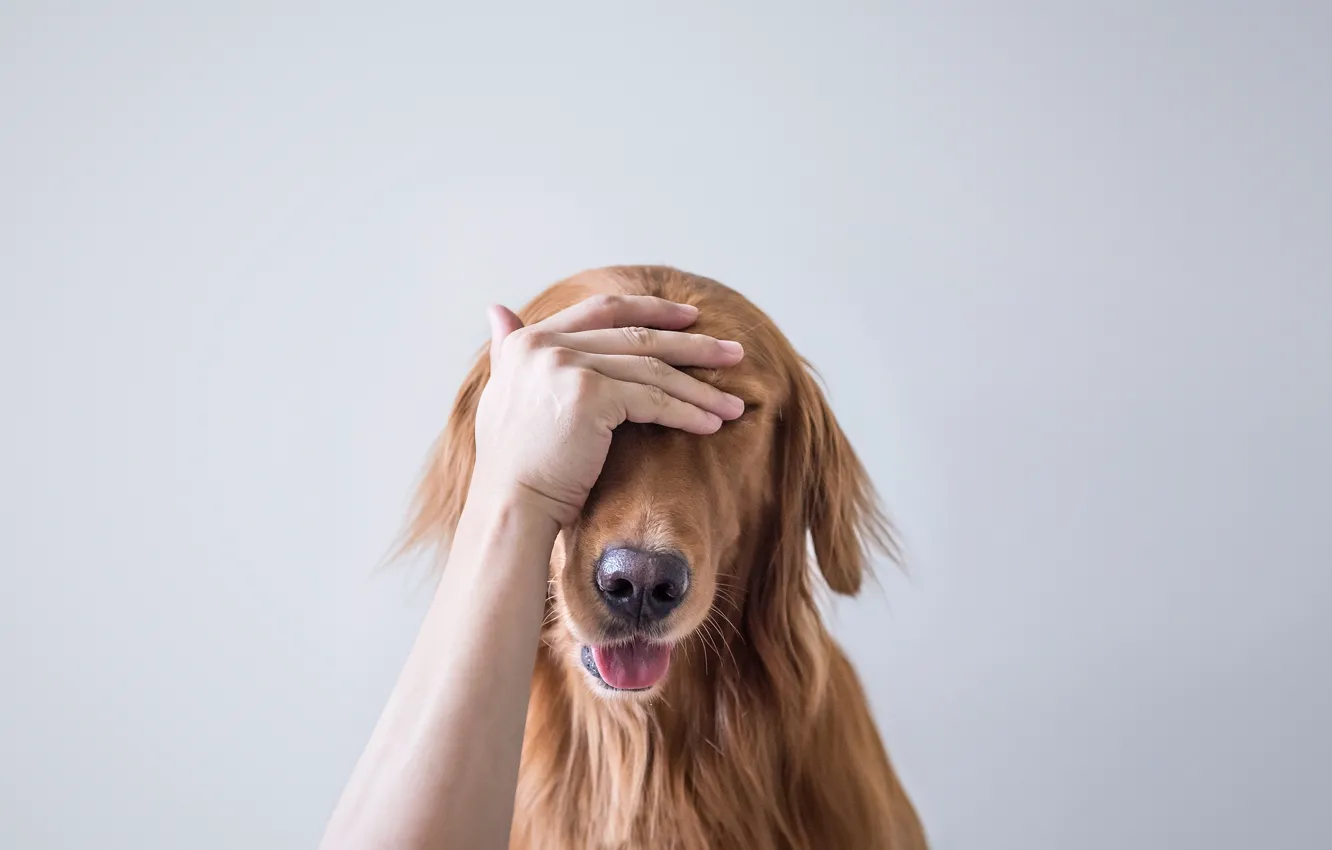 Photo wallpaper face, background, hand, dog, rukalitso