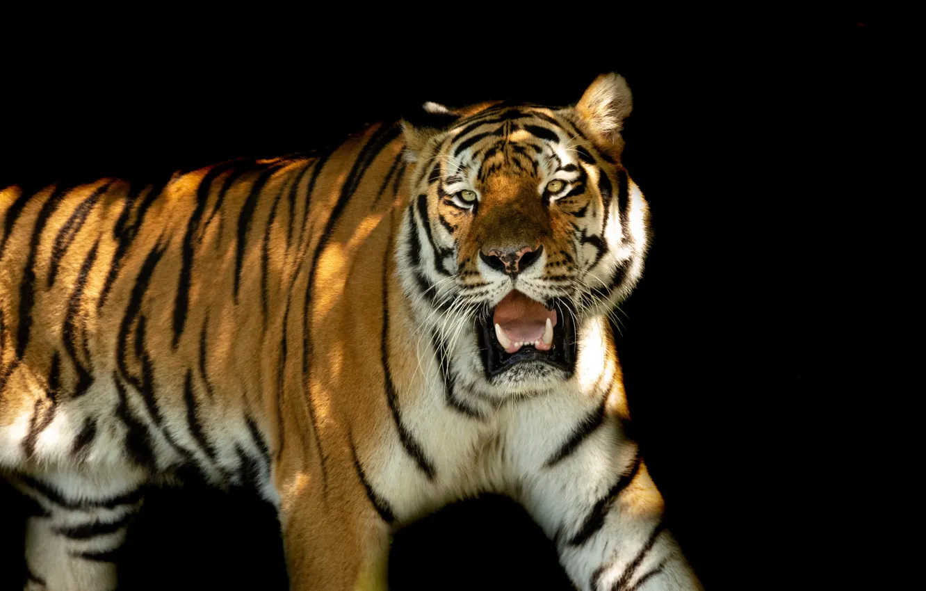 Photo wallpaper face, light, tiger, shadow, mouth, fangs, black background, roar