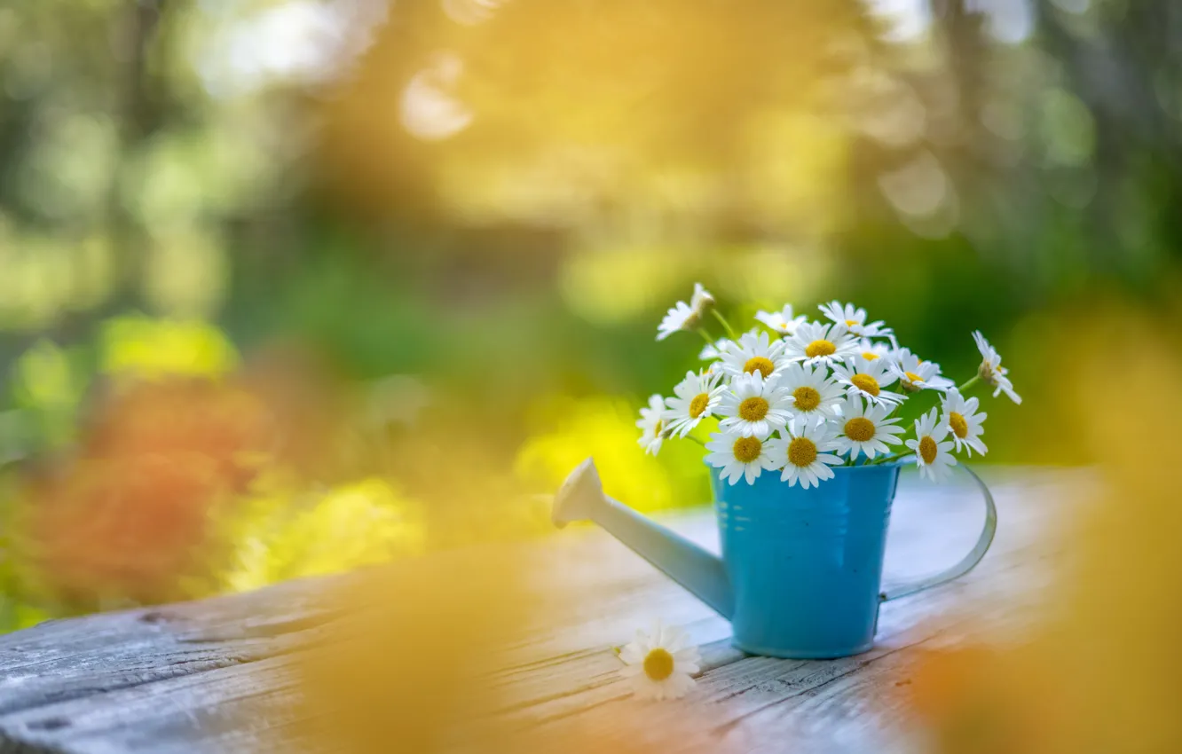 Photo wallpaper flowers, chamomile, lake