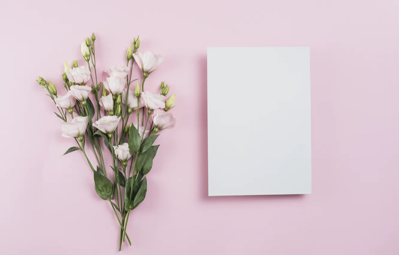 Photo wallpaper flowers, pink, pink background, pink, flowers, eustoma, eustoma