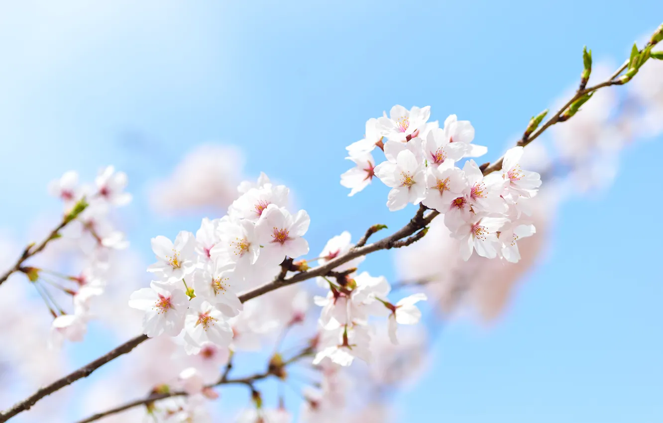 Photo wallpaper the sky, spring, Sakura, macro, sakura, spring, branch