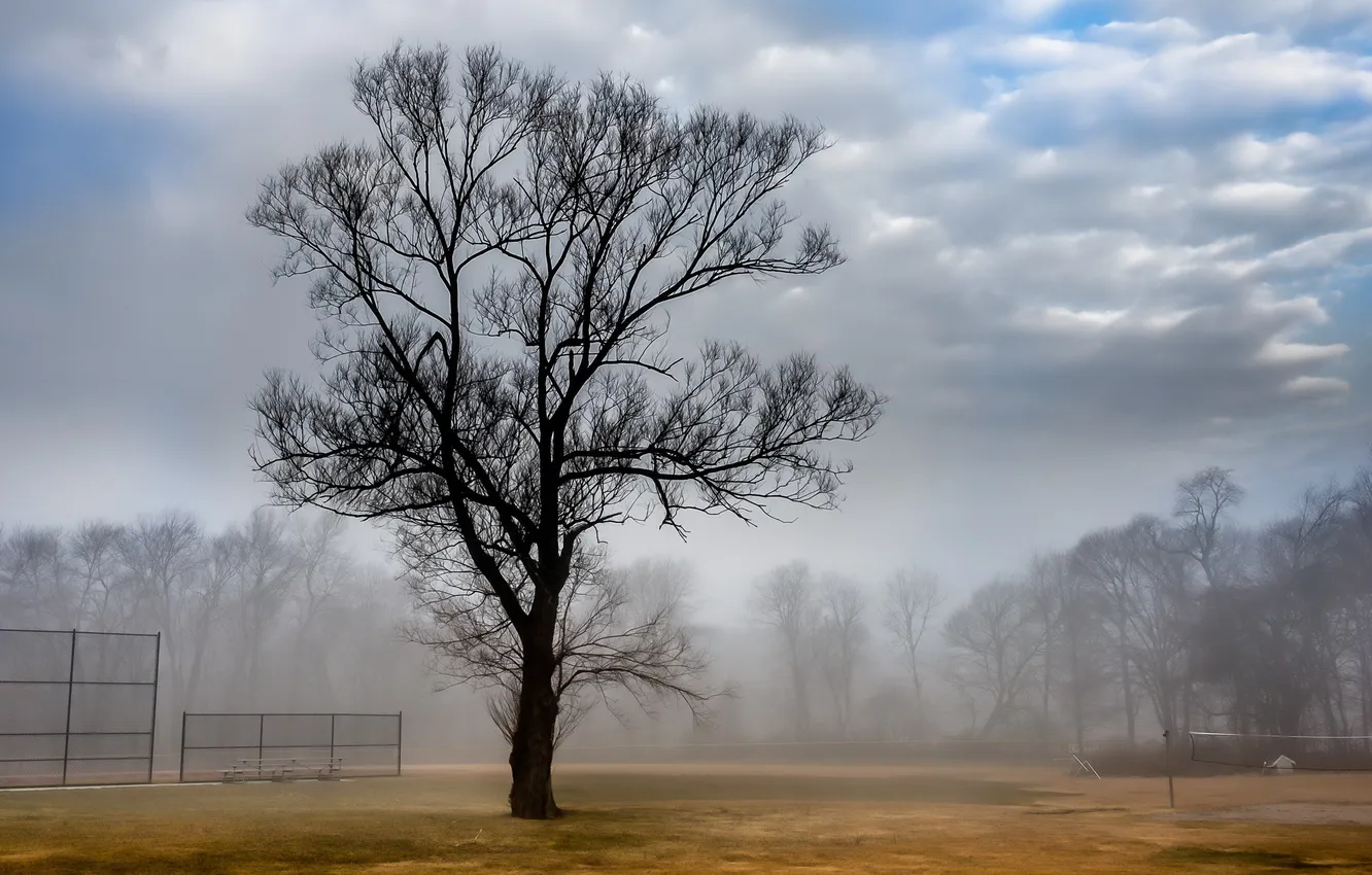 Photo wallpaper landscape, fog, tree, court