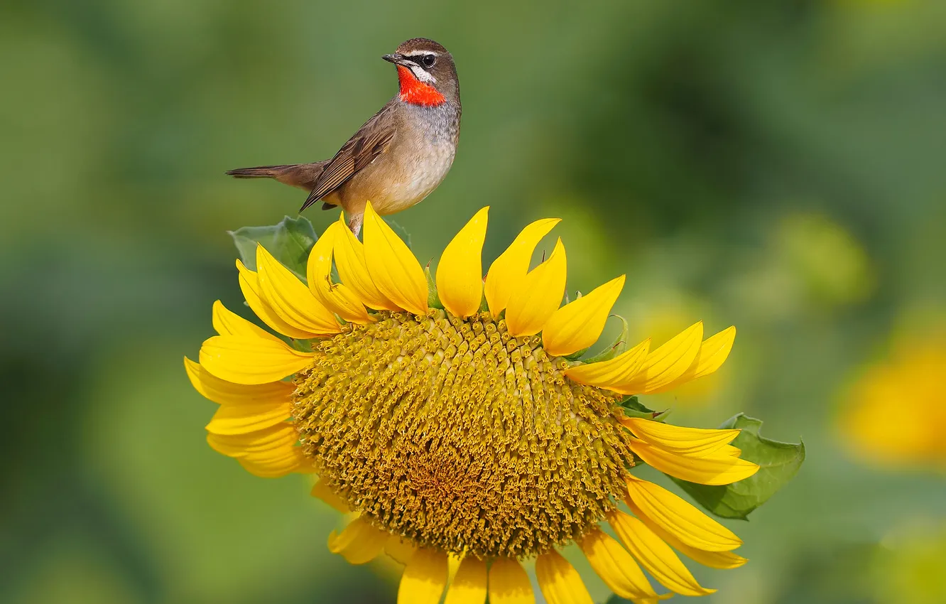 Photo wallpaper flower, bird, sunflower, feathers, beak, petals