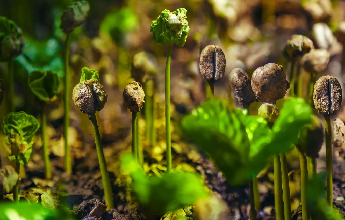 Photo wallpaper plant, Rostock, coffee, plantation, Costa Rica