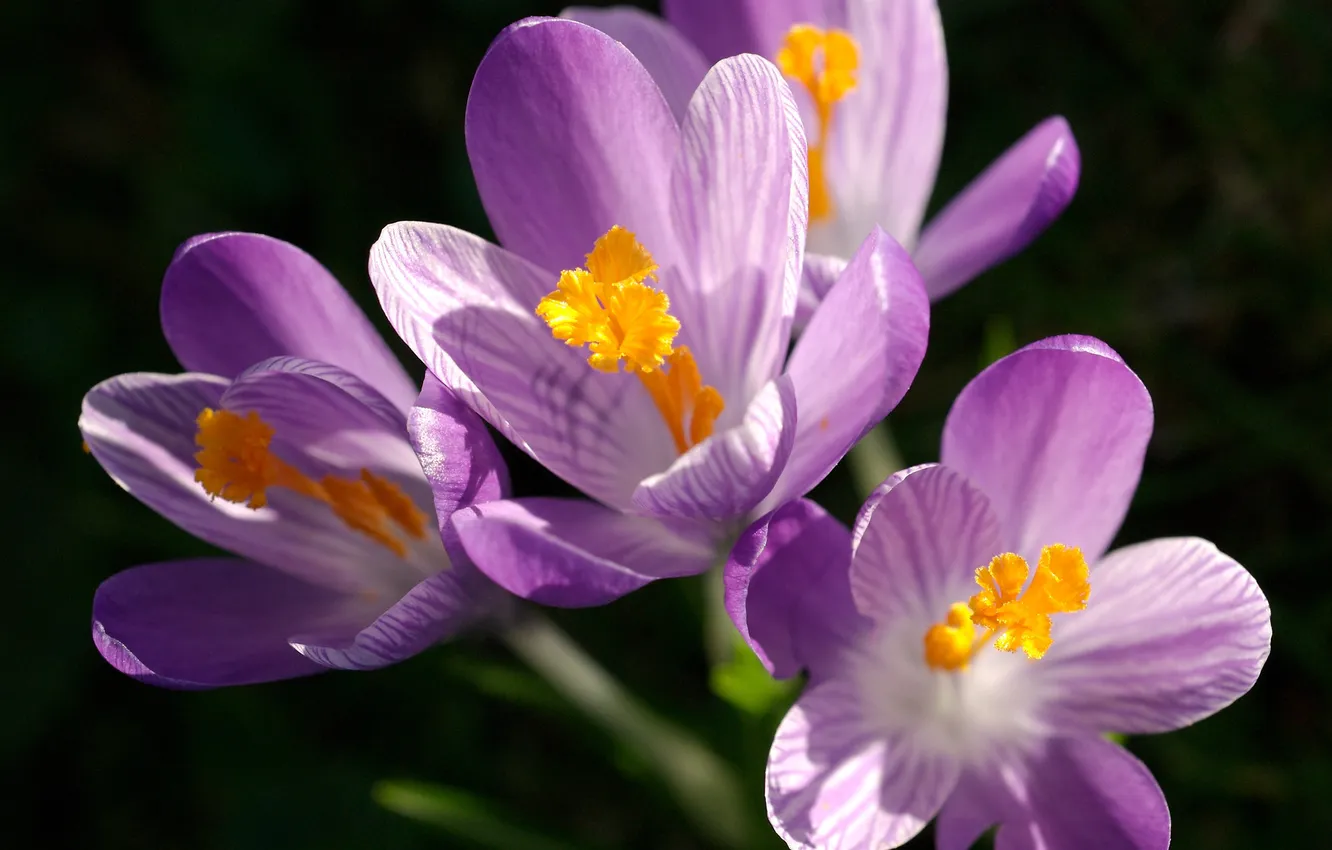 Photo wallpaper macro, flowers, spring, crocuses, primrose