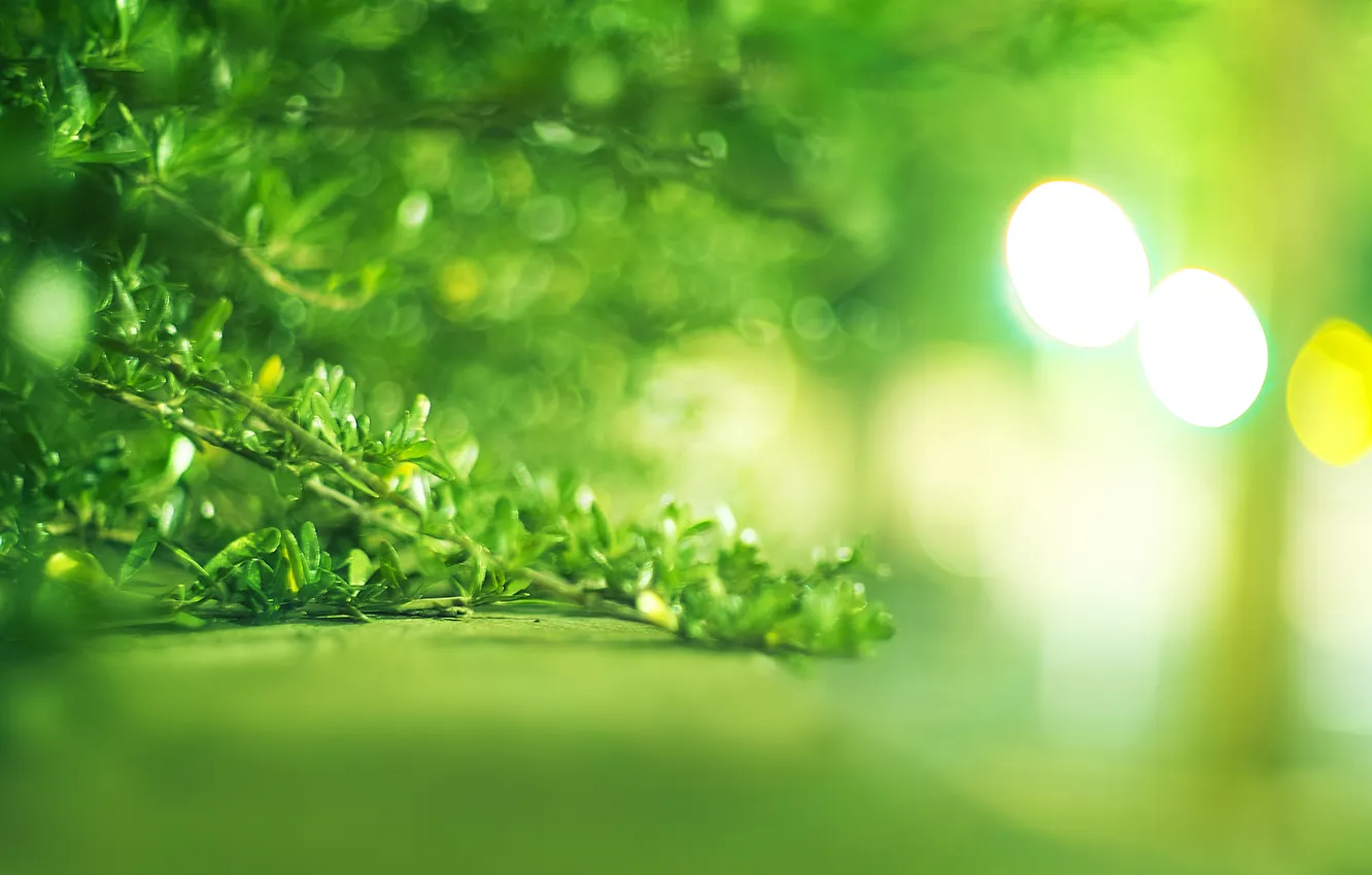 Photo wallpaper greens, leaves, bright, the bushes