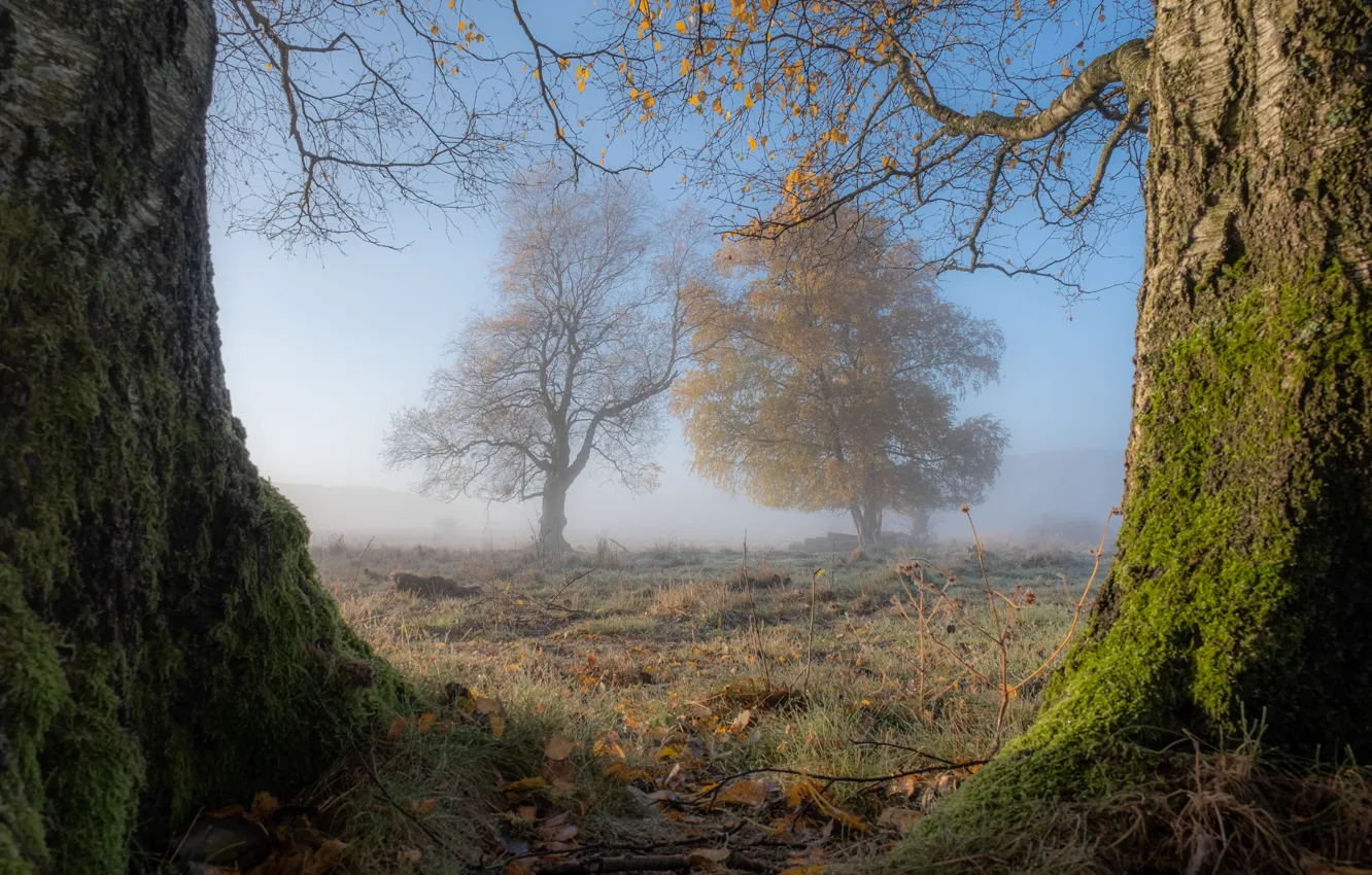 Photo wallpaper autumn, trees, fog, morning