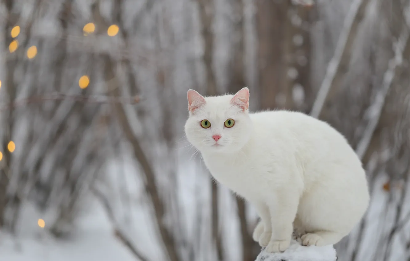Photo wallpaper winter, cat, white, look, Yevgeny Levin