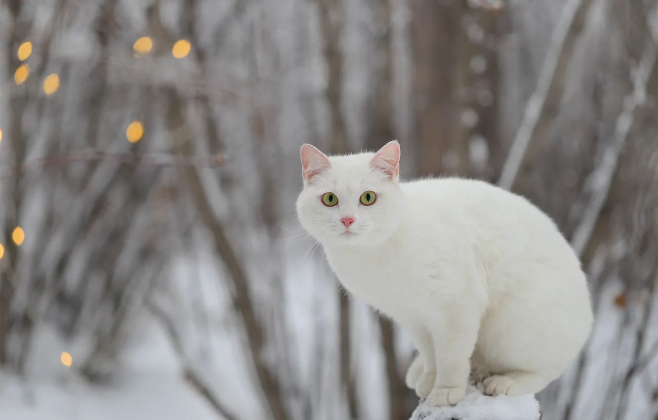 Photo wallpaper winter, cat, look, white, Yevgeny Levin