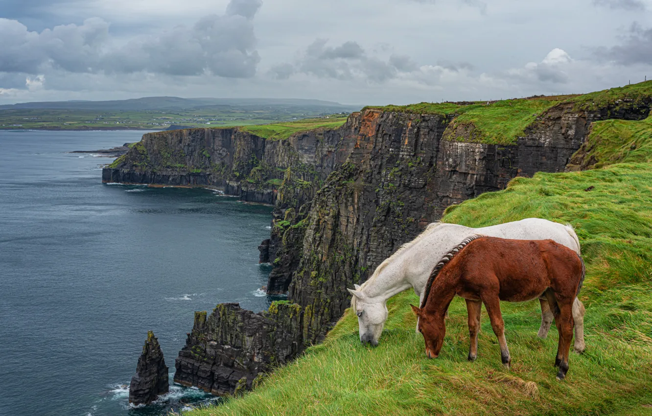Photo wallpaper sea, rocks, horse, horse