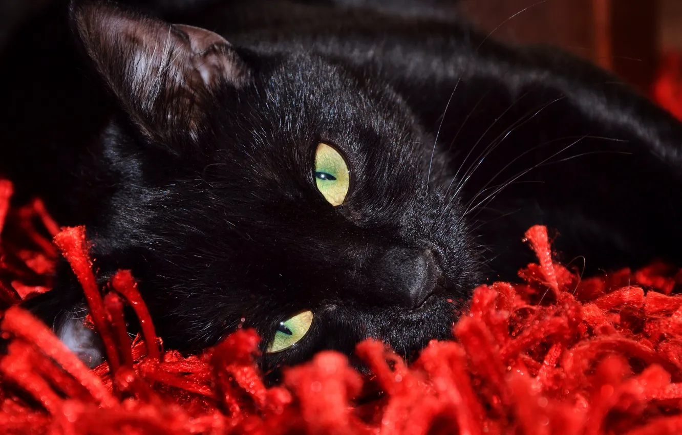 Photo wallpaper cat, look, Koshak, lies, looks, Tomcat