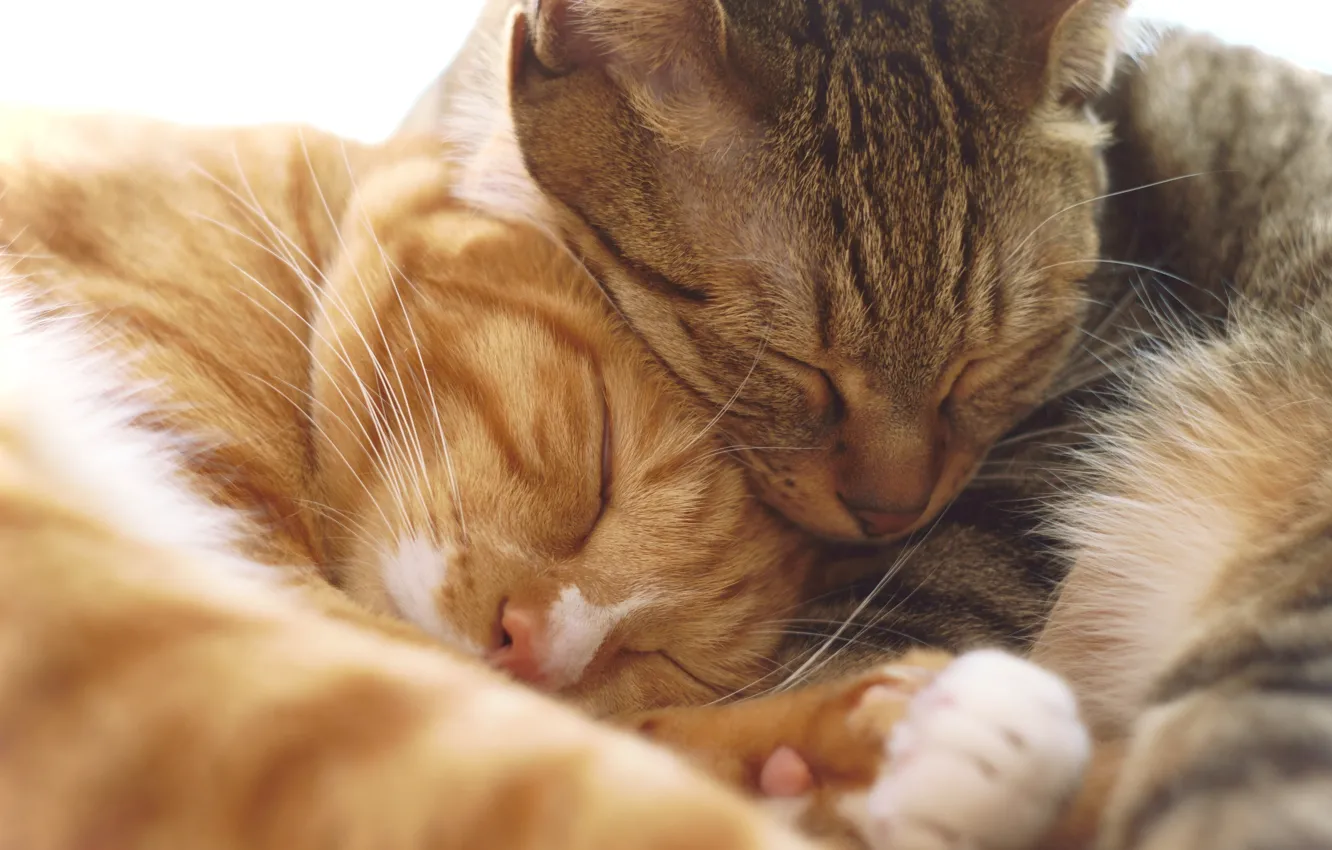 Photo wallpaper cat, cat, light, close-up, pose, grey, sleep, paws