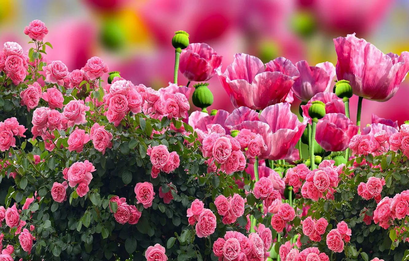 Photo wallpaper Maki, Flowers, Roses