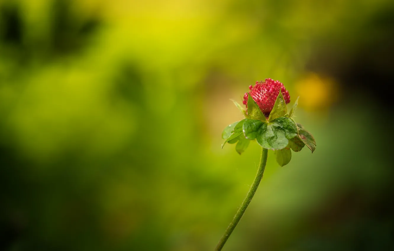 Photo wallpaper summer, strawberries, berry, bokeh