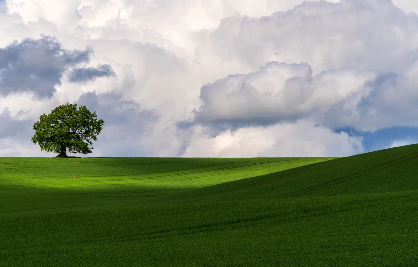 Photo wallpaper greens, field, the sky, grass, clouds, tree