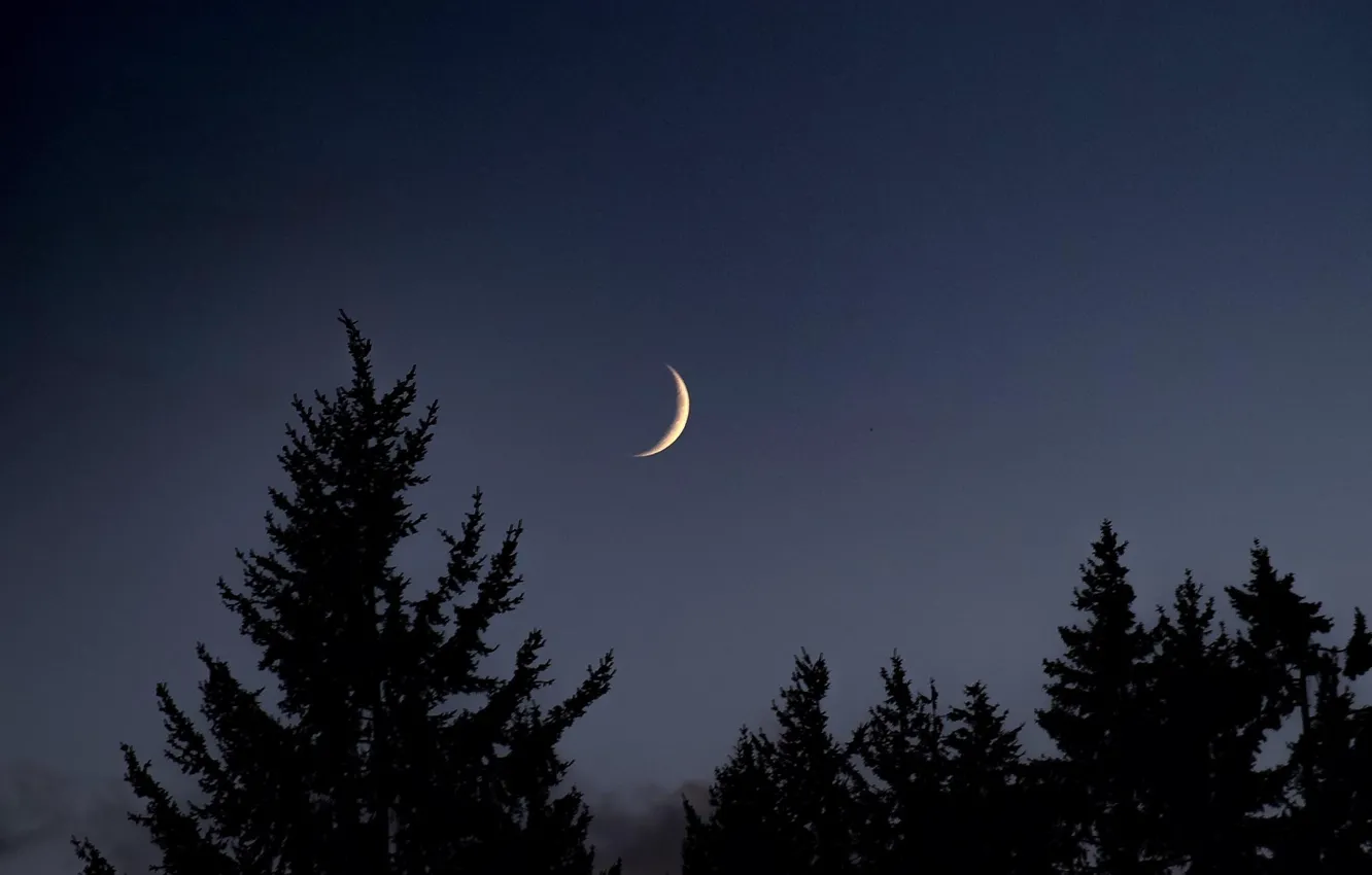 Photo wallpaper the sky, trees, night, nature, the moon