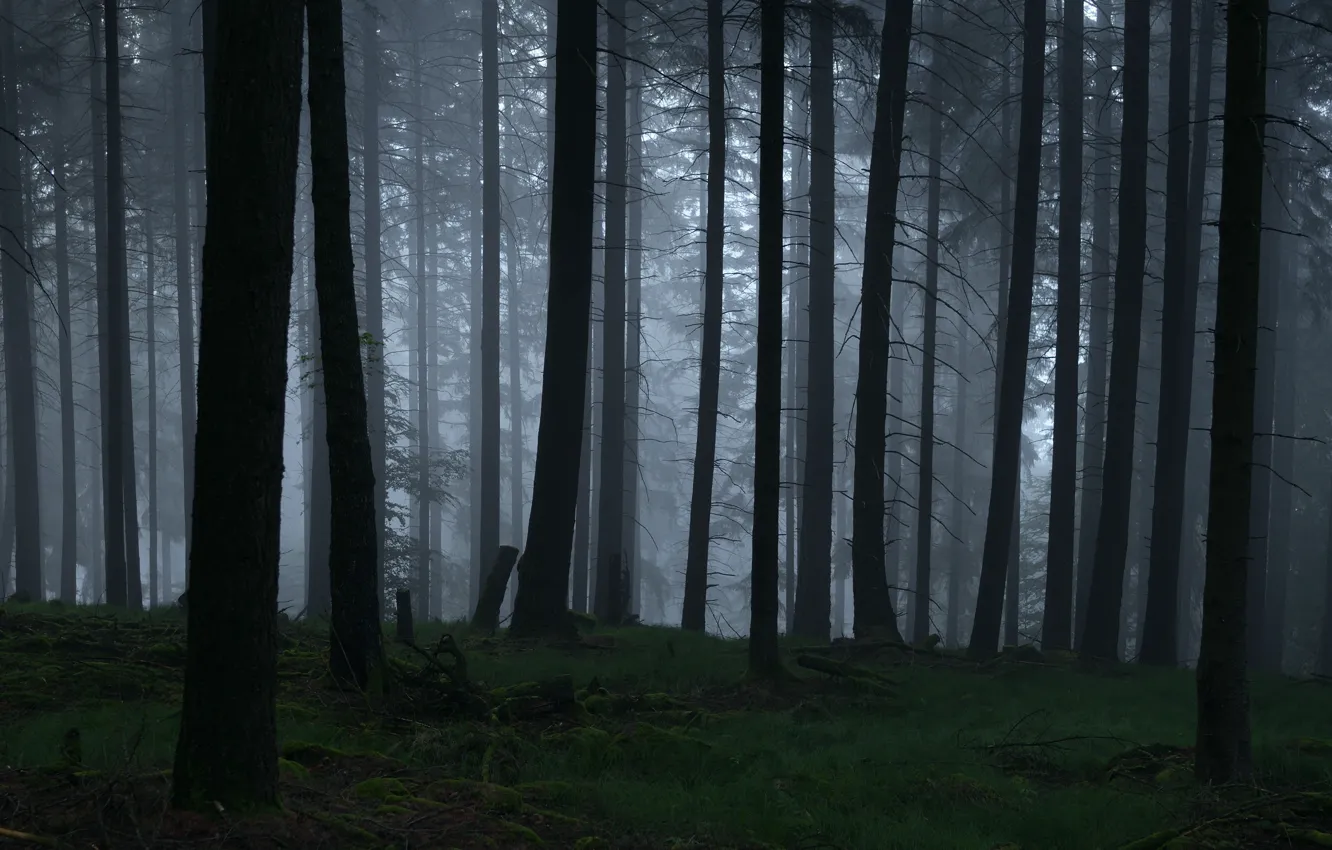 Photo wallpaper forest, trees, nature, fog