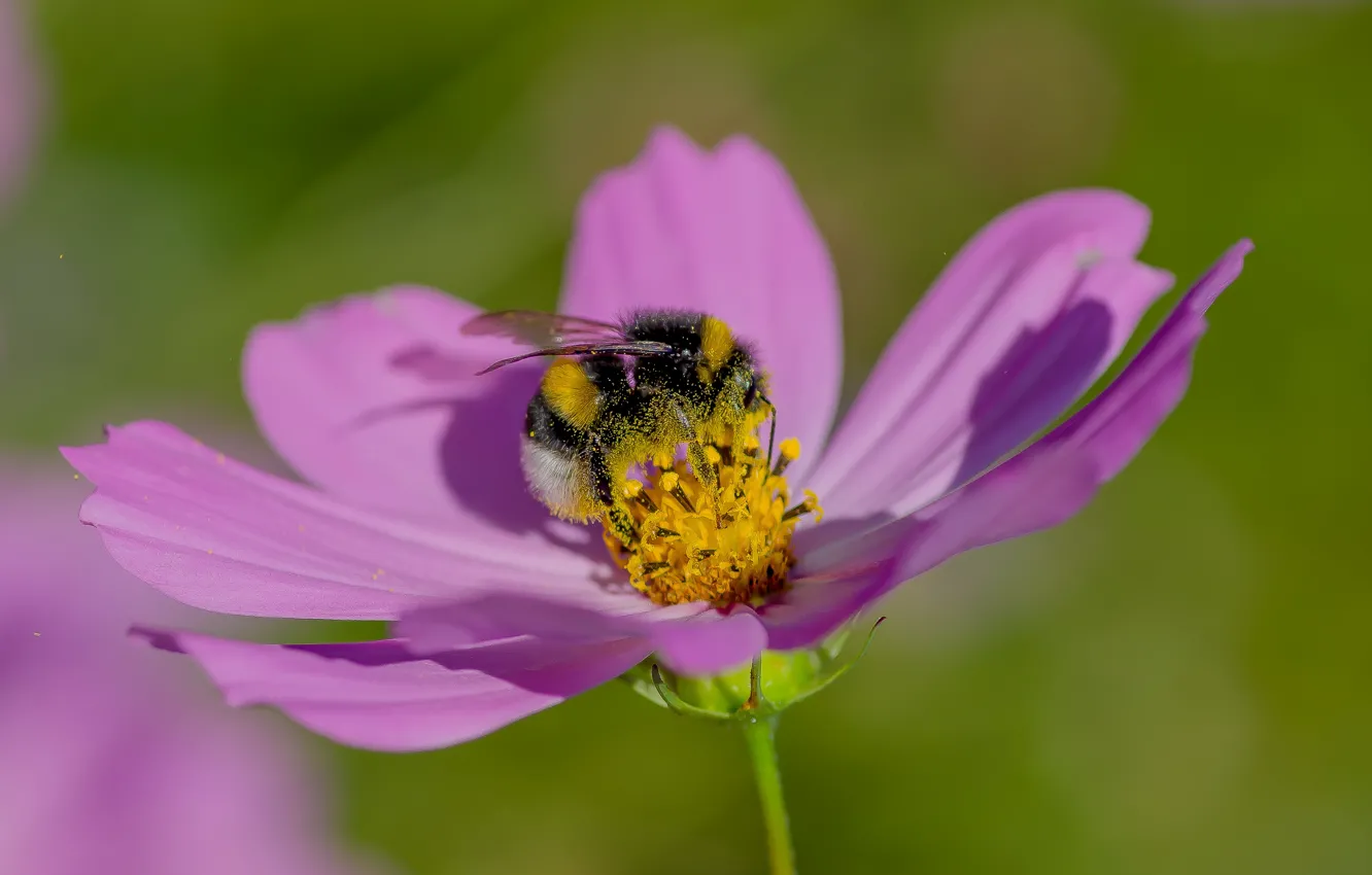 Photo wallpaper macro, flowers, nature, kosmeya, bumblebee in pollen