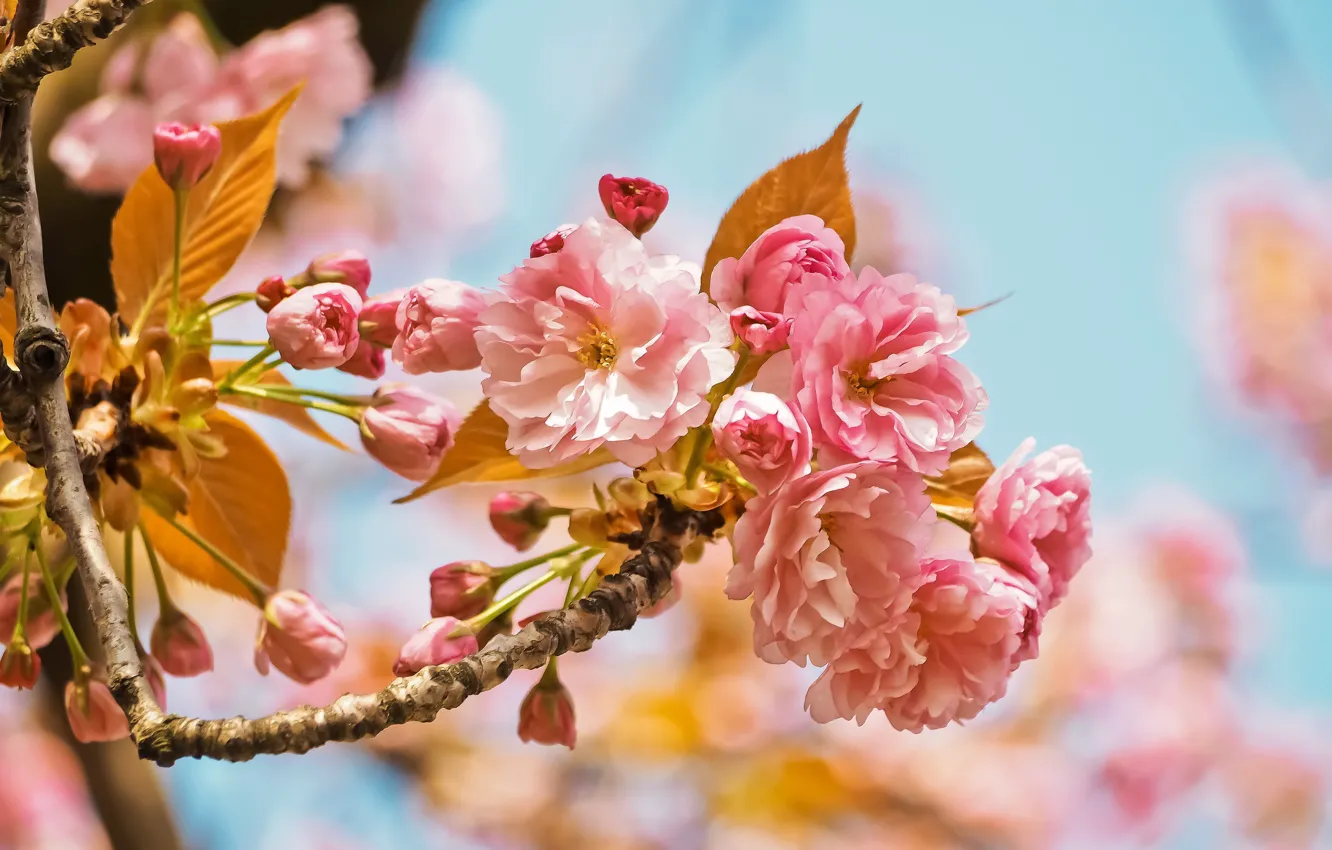 Photo wallpaper nature, cherry, tree, pink, spring, garden, flowers, cherry blossom