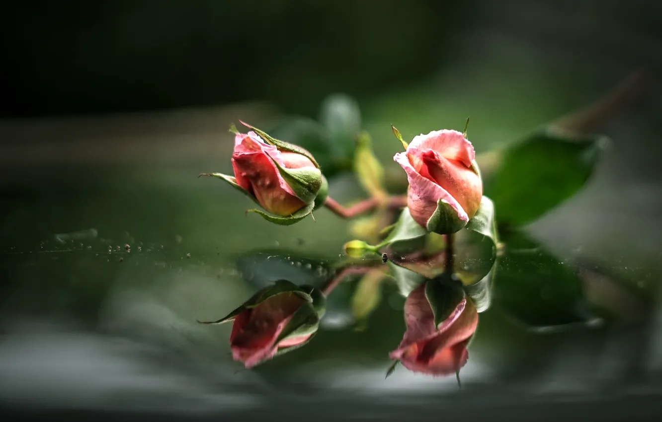 Photo wallpaper water, reflection, roses, pink, buds
