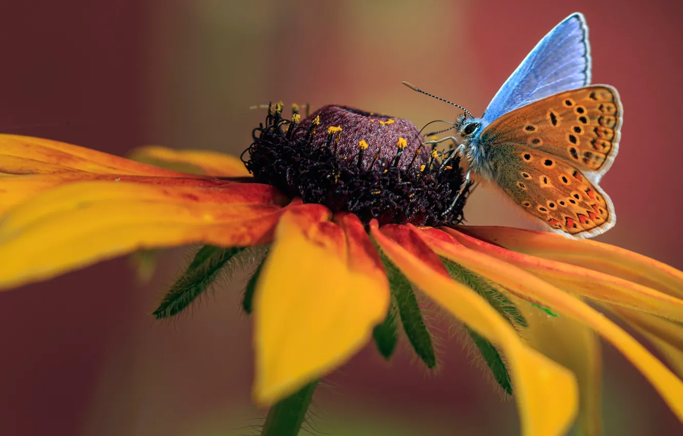 Photo wallpaper macro, flowers, background, butterfly, petals, rudbeckia
