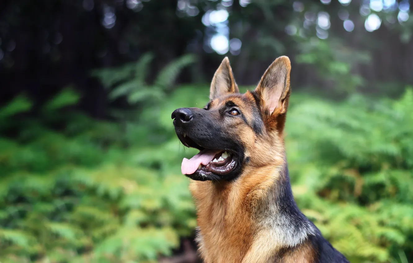 Photo wallpaper face, dog, bokeh, shepherd