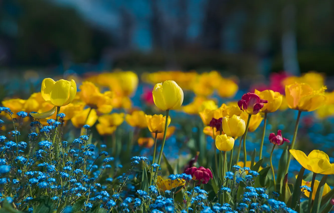 Photo wallpaper flowers, spring, tulips, forget-me-nots