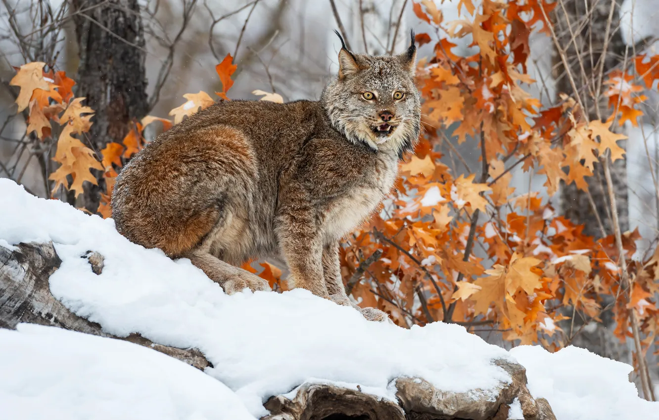 Photo wallpaper look, lynx, face, snow, winter, nature
