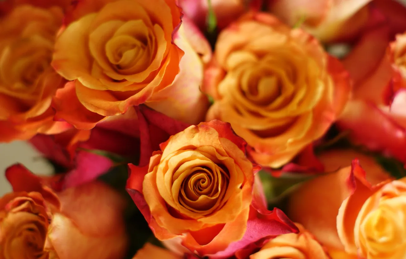 Photo wallpaper flowers, background, widescreen, Wallpaper, roses, wallpaper, buds, widescreen