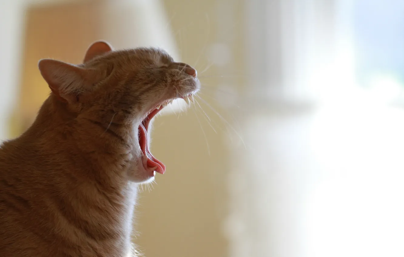 Photo wallpaper cat, background, morning