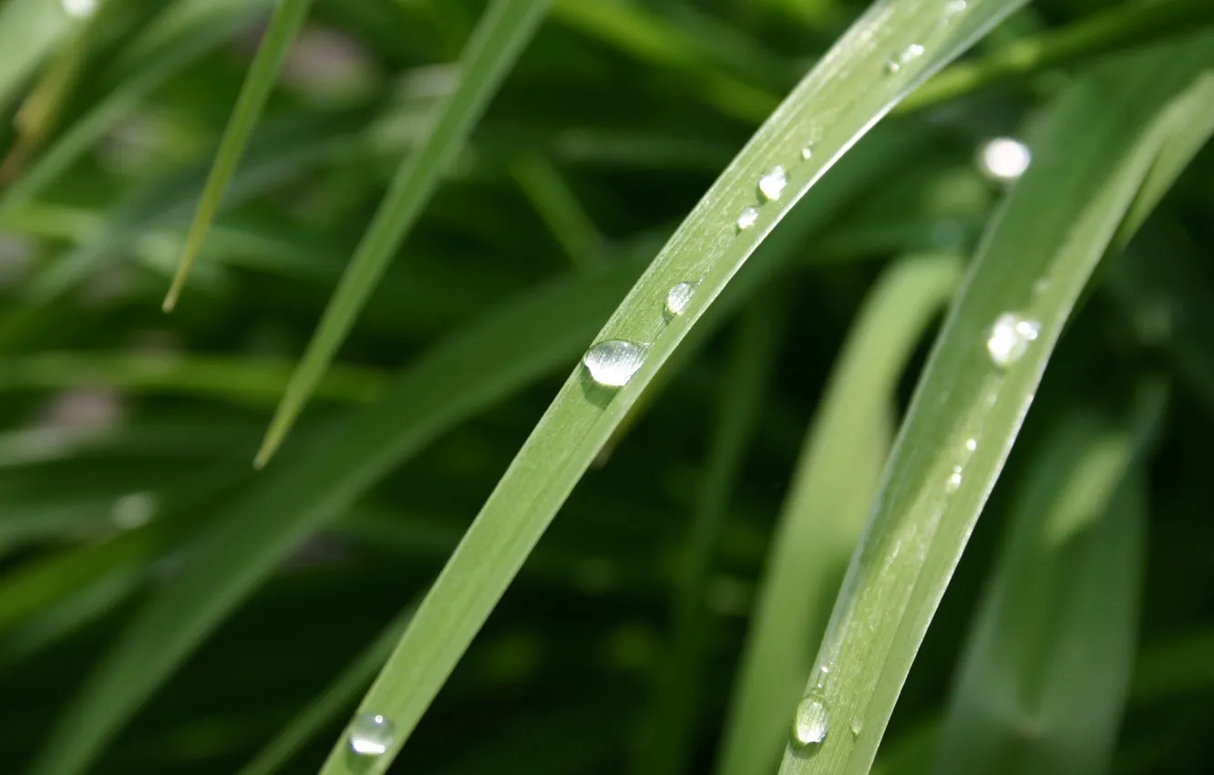 Photo wallpaper grass, macro, plant