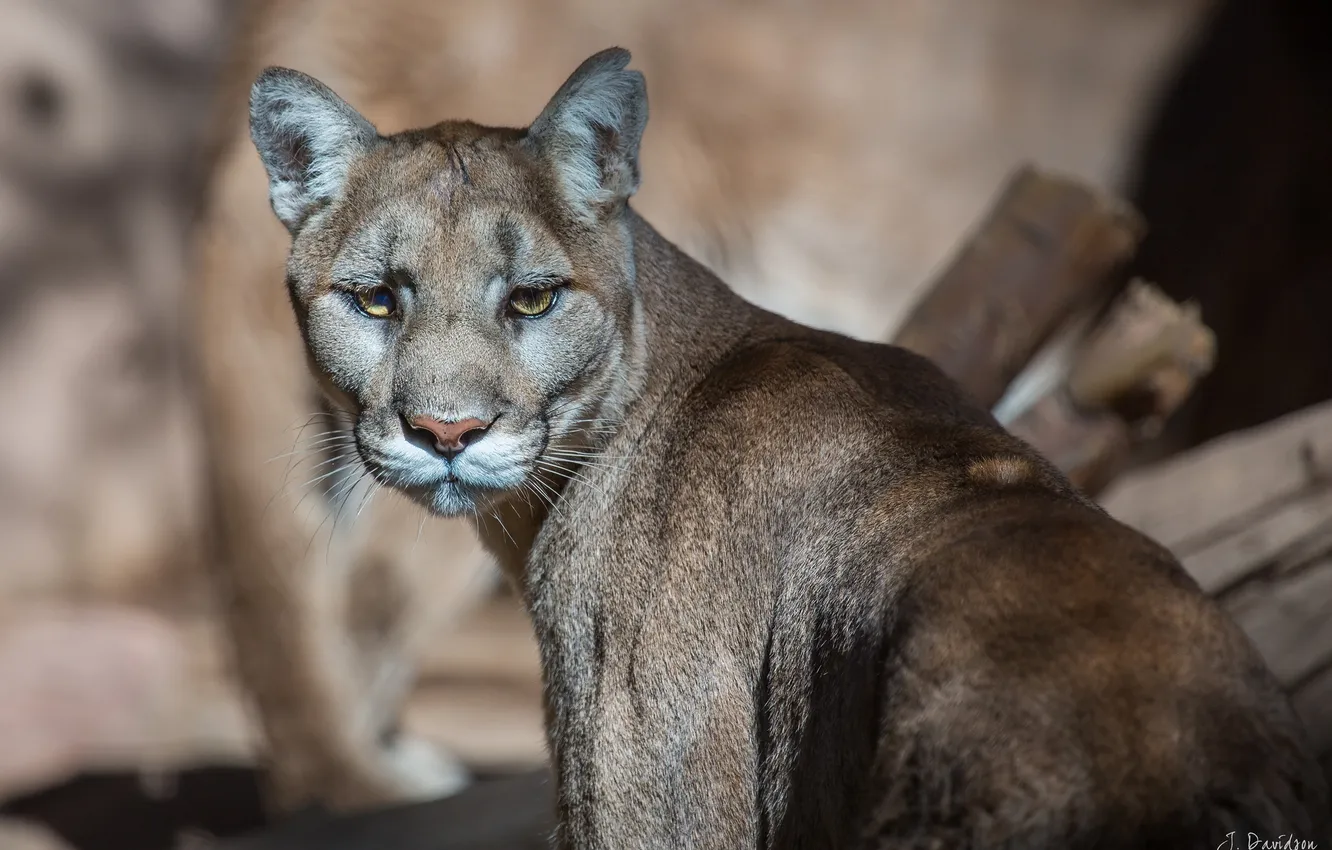 Photo wallpaper face, predator, Puma, wild cat, mountain lion, Cougar