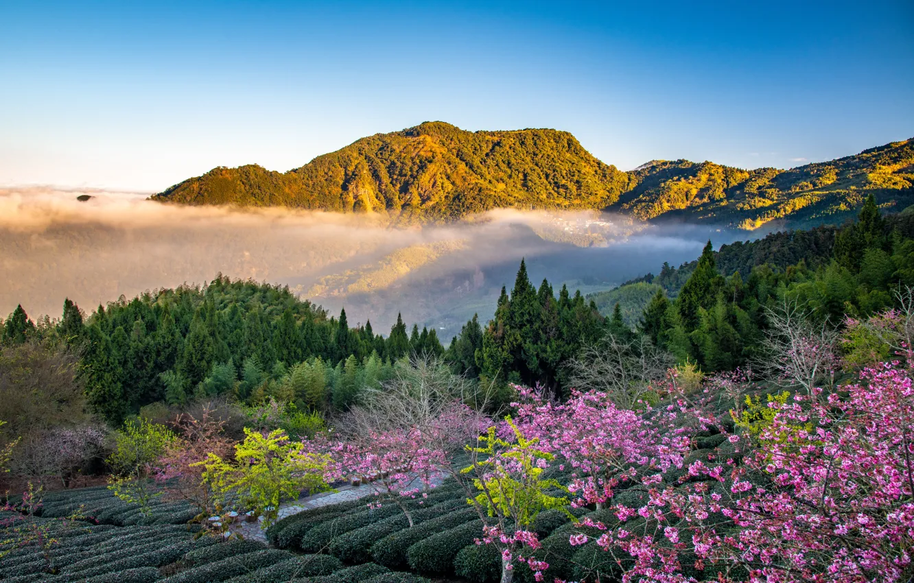 Photo wallpaper forest, trees, mountains, Sakura, Taiwan, Taiwan, tea plantation, Chiayi County