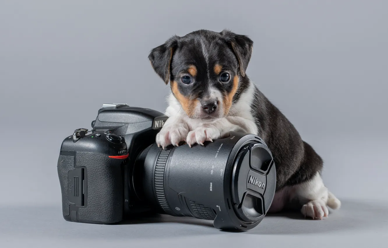 Photo wallpaper background, baby, the camera, Nikon, puppy, doggie, Danish-Swedish farmdog