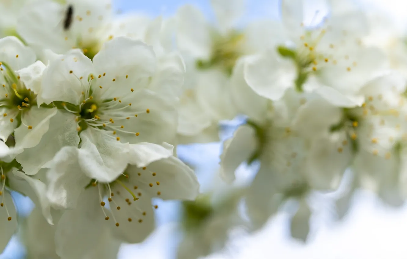 Photo wallpaper flowers, spring, blooms, white, Apple