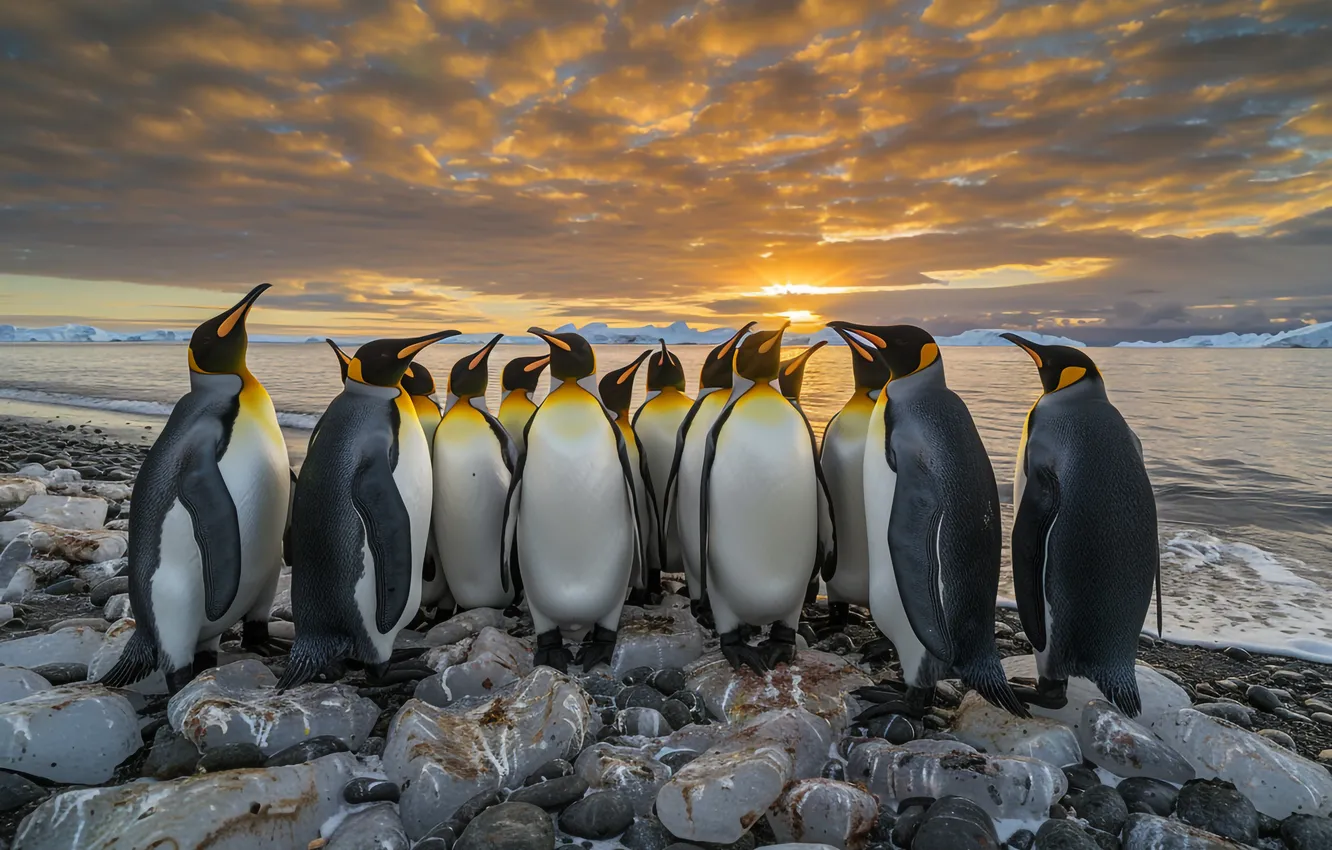 Photo wallpaper bird, pack, penguins, AI art, neural network