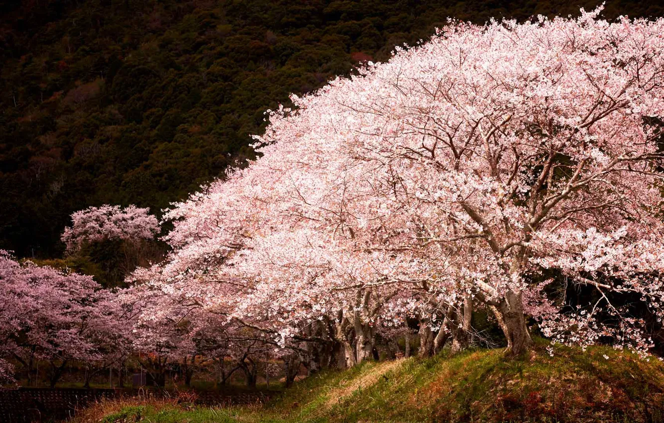 Photo wallpaper spring, Japan, Sakura, flowering, Hyogo